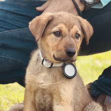 Load image into Gallery viewer, Snap Case for Apple AirTag (For Clothing and Pet Collars)